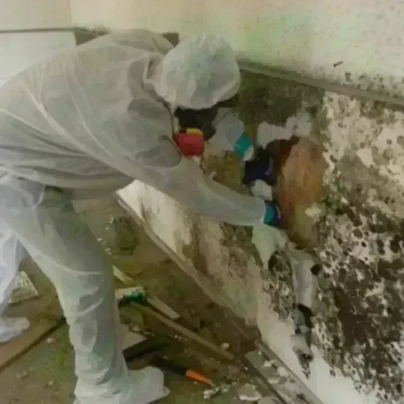 Mold Remediation and Removal in Jones County, TX